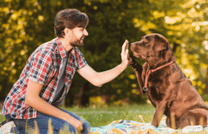 Adiestramiento de perros en el nivel básico de obediencia
