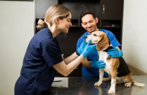 Evaluación del bienestar en perros