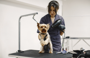 Relización de estética básica de animales de compañía